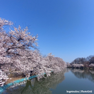 桜を巡る