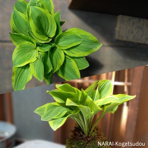 苔玉を