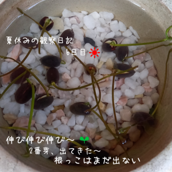 夏本番の８月、入りました