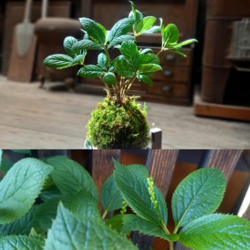 初夏の苔玉とGWの備え