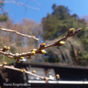 春分の日