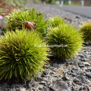 野葡萄の苔玉を