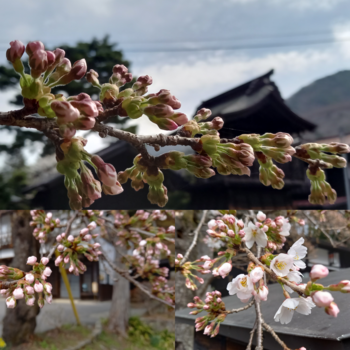 桜三昧と苔玉と