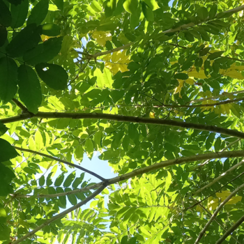 夏本番の８月、入りました