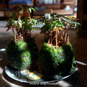 秋苔玉を