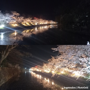 桜を巡る
