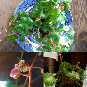 秋苔玉を