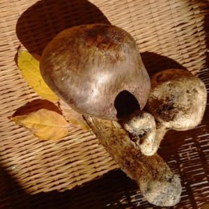 秋苔玉を