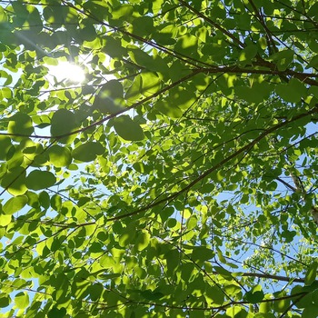 初夏の木曽谷と氷コップ