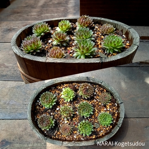 苔玉を