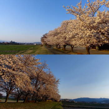 桜三昧と苔玉と