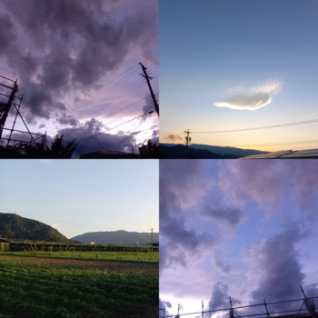 蒸す