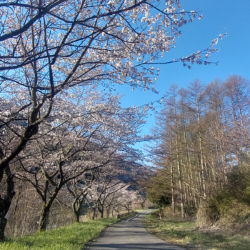 桜、最終報告