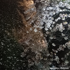 桜を巡る