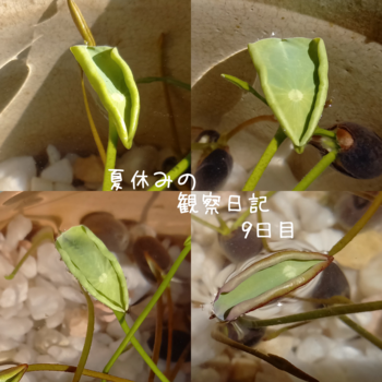 夏祭り、準備着々と