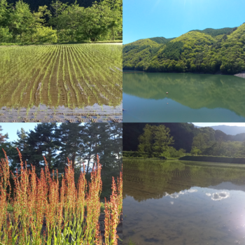 初夏の木曽谷と氷コップ