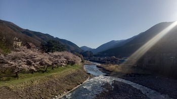 桜、最終報告