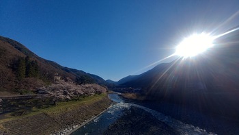 桜、最終報告