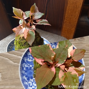 苔玉を