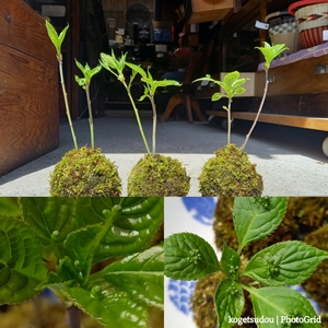 早くも「花筏」