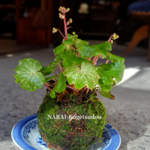 秋苔玉を