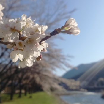 桜、最終報告