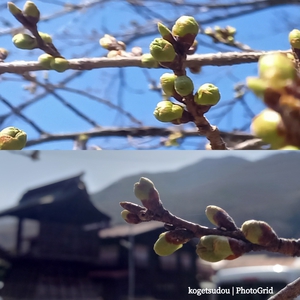 良さげな器と桜事情