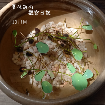 古伊万里お神酒徳利と七夕飾り