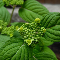 緑×白、苔玉三種
