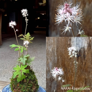 苔玉を