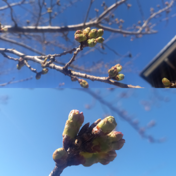 「ホトトギス」と奈良井の桜事情