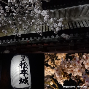桜を巡る