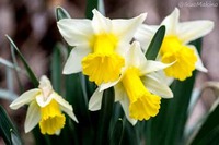 ・ラッパスイセンが開花