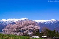 ・満開になった、お隣の桜