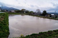 ・代掻き