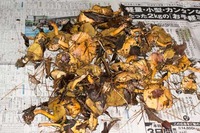 ・財産区の総出作業でアミタケ