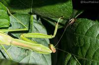 ・大豆の守護神　カマキリ