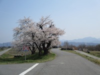 姥桜