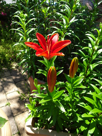 百合の花が咲き出しました！