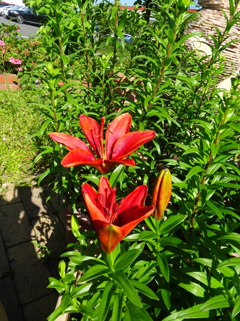 百合の花が咲き出しました！