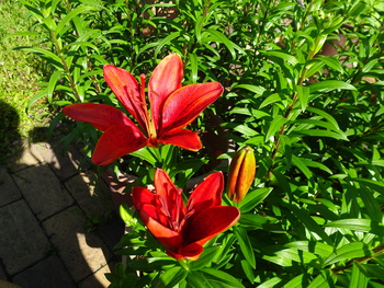 百合の花が咲き出しました！