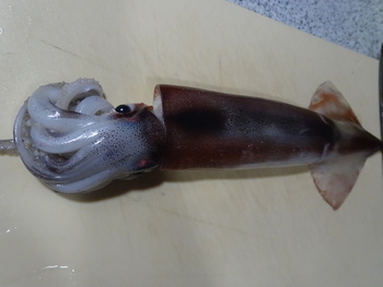 イカ刺しと、塩辛