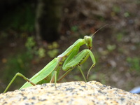 カマキリが飛んだ！
