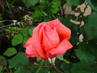君は薔薇薔薇・・・という感じ♪