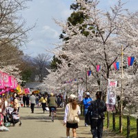 上田城千本桜まつり