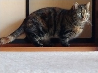猫にご褒美