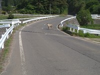久しぶりにカモシカに出会いました。