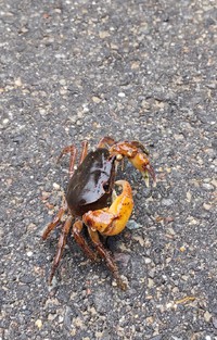 あれぇ～こんなところに蟹さん。