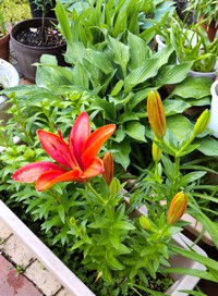 百合の花が咲きました。