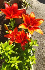 2021 百合の花日記 partⅠ